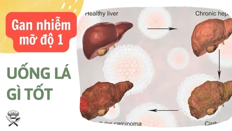 Top 5 loại lá giúp giảm mỡ gan độ 1 an toàn và hiệu quả nhất