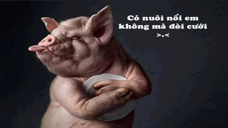 Thực sự hài hước với cười đểu meme mèo nhếch mép này.