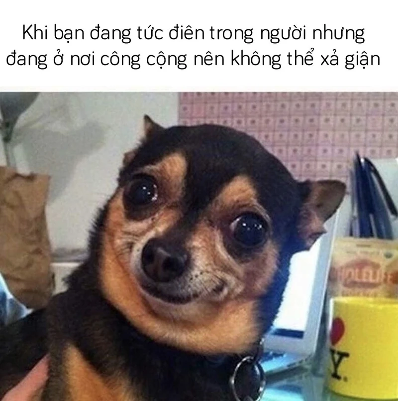 Một cười gượng meme sẽ giúp bạn thêm phần thư giãn.