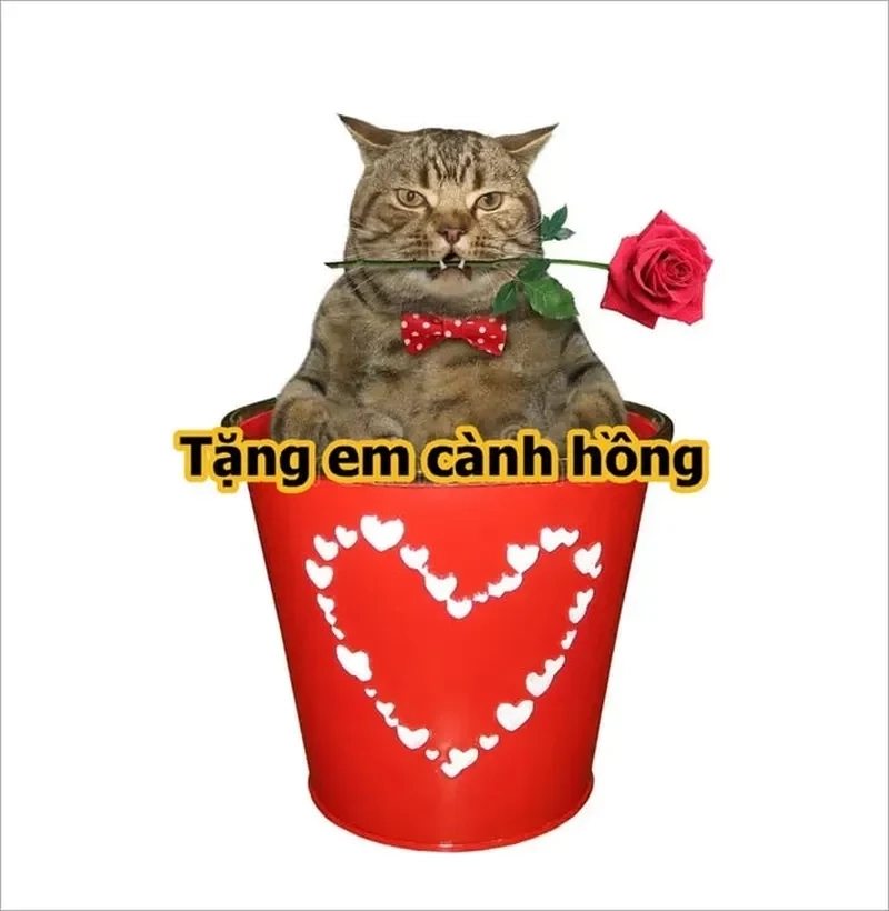 Mèo meme tặng quà gây sốt vì độ dễ thương không thể cưỡng lại.