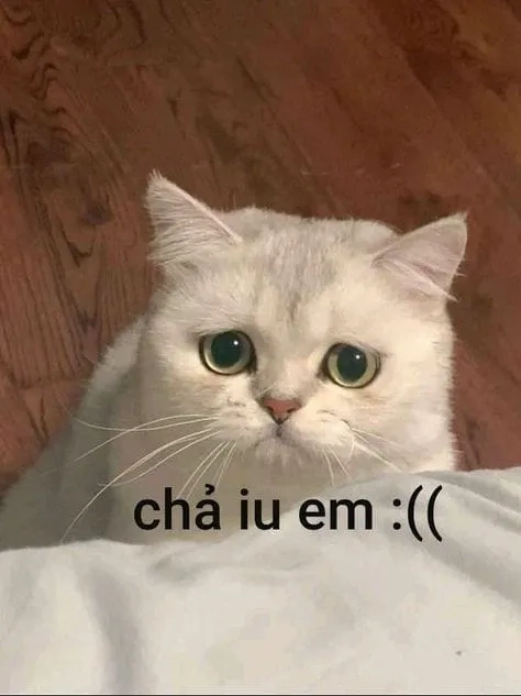 Meme mèo ôm đầu khóc là khoảnh khắc cực kỳ dễ thương và đáng yêu.