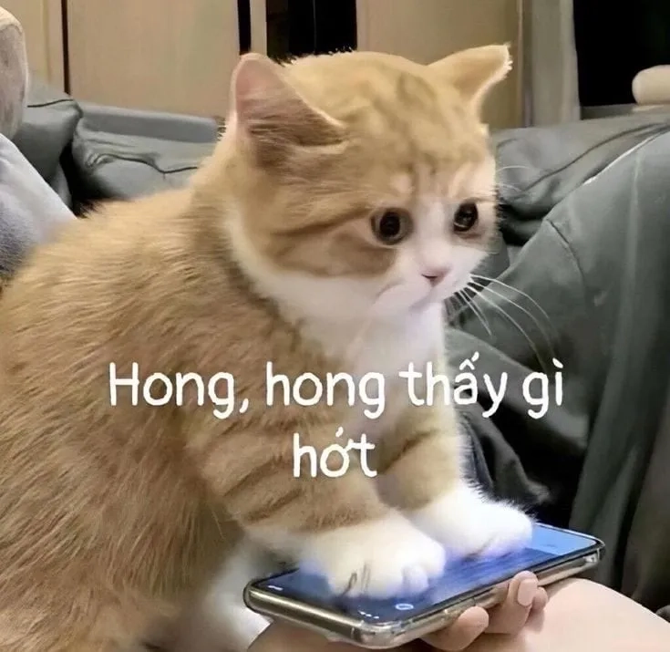 Buồn meme mèo khóc gây cảm giác xót xa nhưng cũng đầy dễ thương.