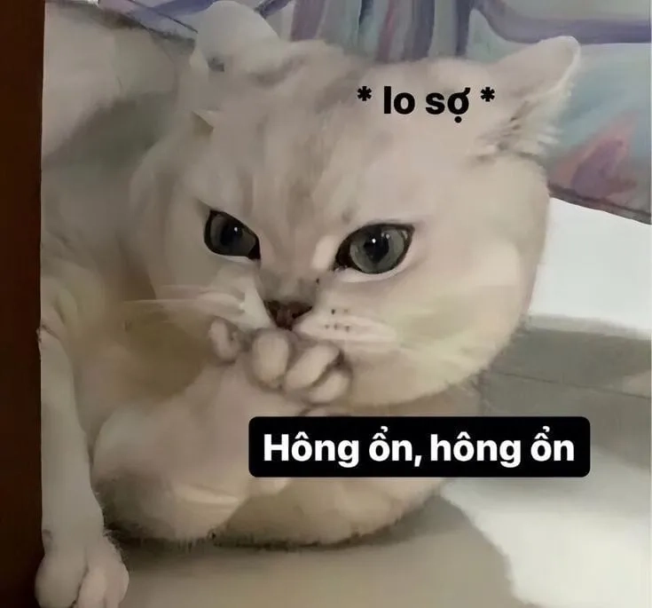 Ảnh mèo meme khóc khiến mọi trái tim tan chảy vì sự dễ thương vô đối.