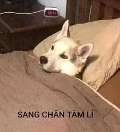 Những khoảnh khắc cực kỳ dễ thương trong meme con mèo khóc khiến bạn cười không ngừng.