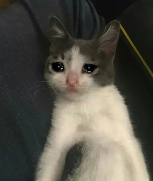 Hình ảnh dễ thương của mèo khiến ai cũng phải bật cười meme cat cry.