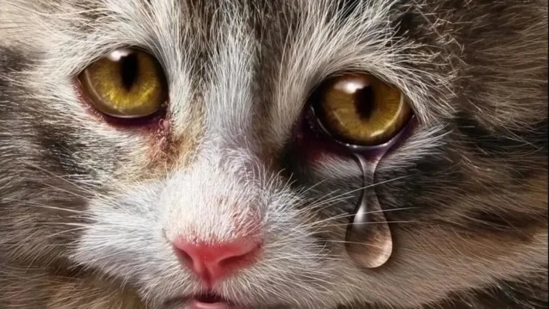 Cảm giác buồn tủi của cry cat meme đã khiến nhiều người phải thổn thức.