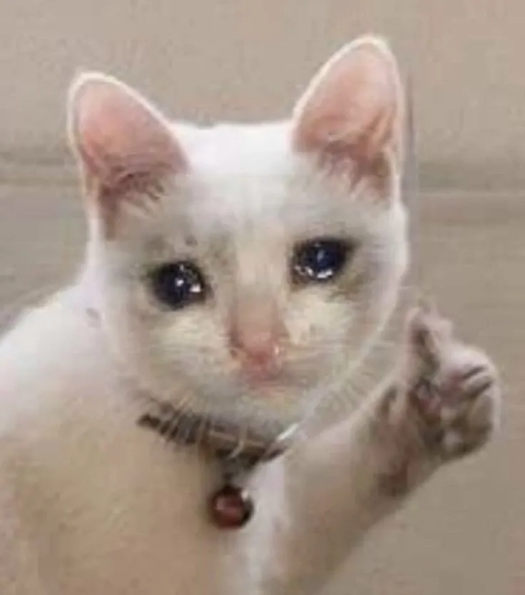 Khi mèo khóc, ai cũng muốn ôm ngay, xem thử cat crying meme.