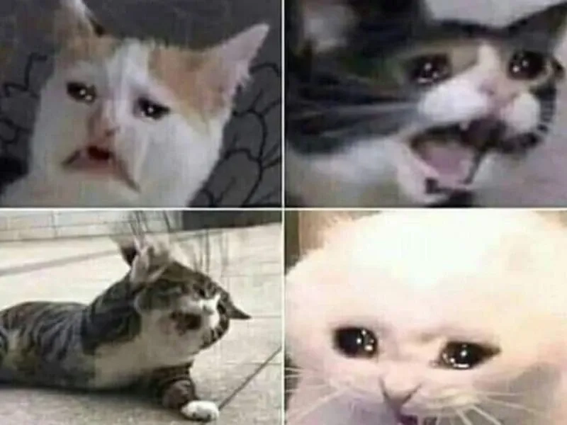 Meme này chắc chắn sẽ làm bạn phải suy ngẫm, meme cat crying rất cảm động.