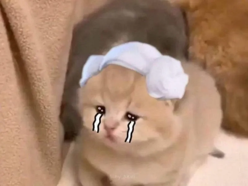 Không thể tin nổi, mèo cũng biết khóc, hãy nhìn meme cry cat.