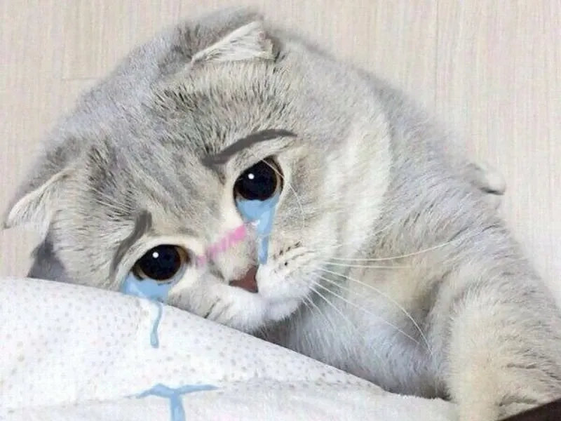 Một phút giây cảm động với cry meme cat, dễ dàng chạm vào trái tim bạn.