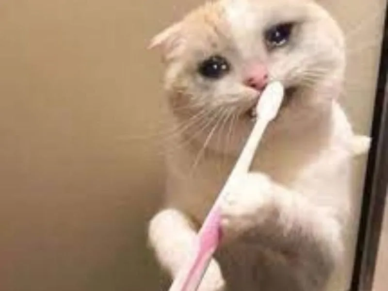 Hãy nhìn thử cat cry when holding phone meme, rất hài hước nhưng cũng đầy cảm xúc.