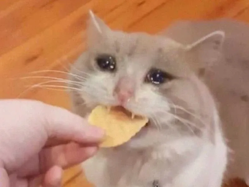 Khi mèo khóc, mọi thứ như lắng đọng, hãy thử xem crying cats meme.