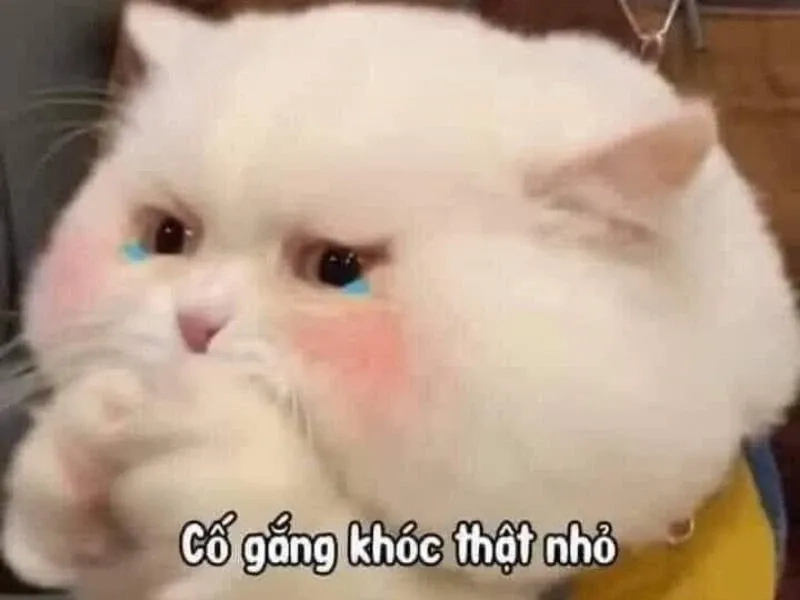 Chắc chắn bạn sẽ không thể nhịn cười với meme smile cry này đâu.