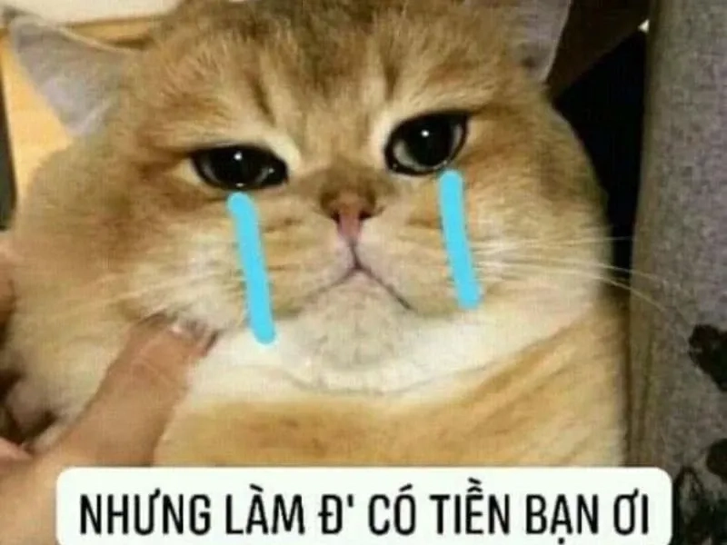 Cảnh Jerry khóc trong meme jerry crying thật sự đáng yêu và hài hước.