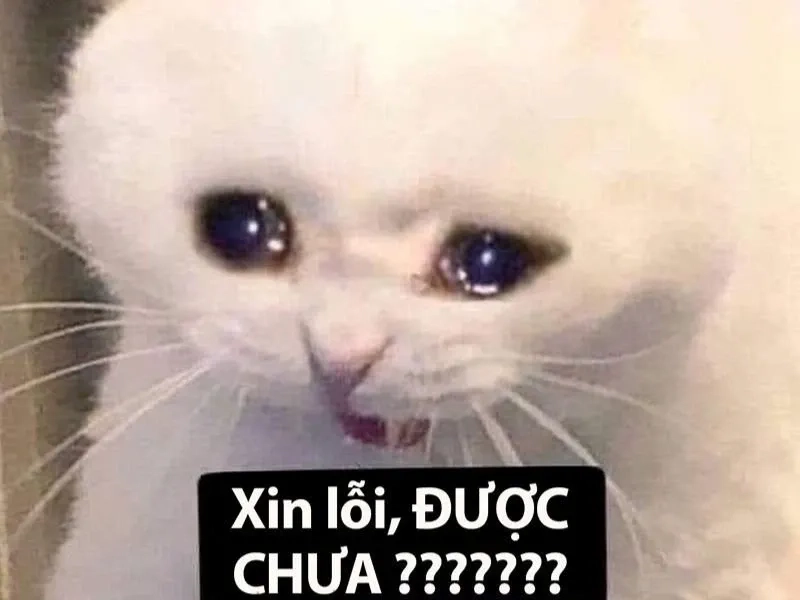 Wojak crying meme là một hình ảnh buồn nhưng cũng rất chân thực.