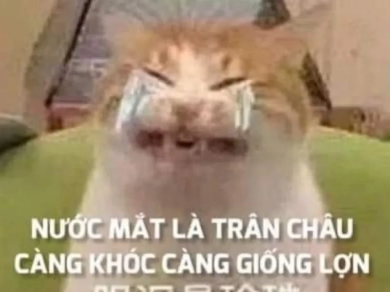 Đừng bỏ qua meme frog cry, khi cảm xúc của ếch khiến bạn phải suy nghĩ.