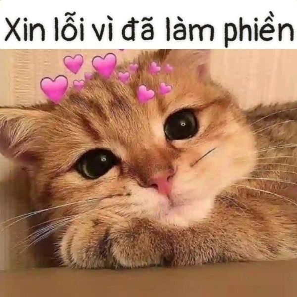 Cùng chiêm ngưỡng meme ảnh mèo cute với những biểu cảm đáng yêu nhất.