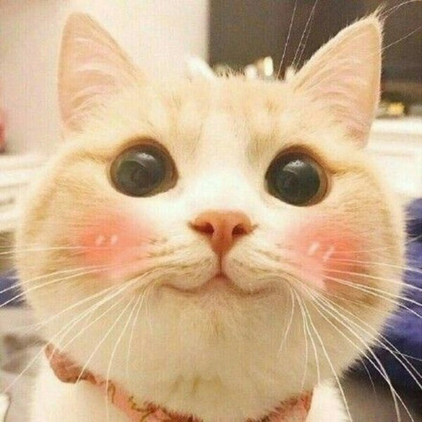 Avatar mèo cute meme là lựa chọn hoàn hảo để bạn chia sẻ sự đáng yêu với bạn bè.