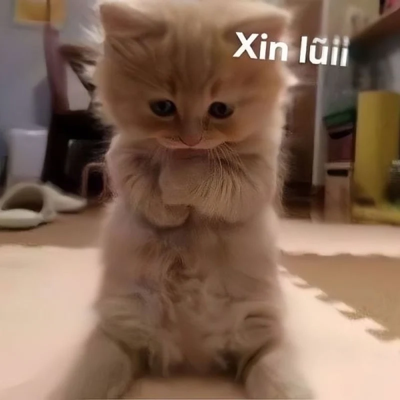 Meme avatar bựa cute này sẽ khiến bạn cười sảng khoái ngay từ lần đầu nhìn thấy.