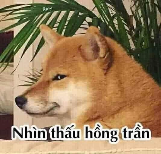 Ảnh meme doge là hình ảnh hài hước mà cộng đồng yêu thích.