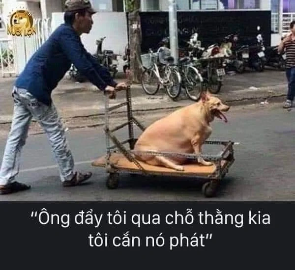 Suspicious dog meme tạo nên một hình ảnh đáng yêu và hài hước về chú chó nghi ngờ.