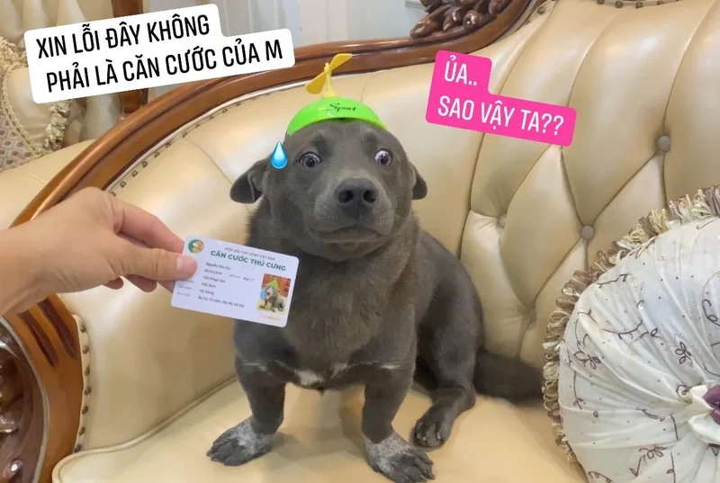 Dog meme funny đem lại những tình huống cười sảng khoái từ chú chó.