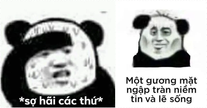 Meme gấu trúc buồn ngủ hài hước, siêu đáng yêu!