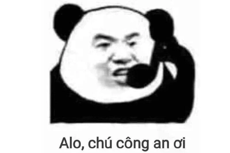 Meme gấu trúc ngại ngùng đáng yêu, cực hài hước!