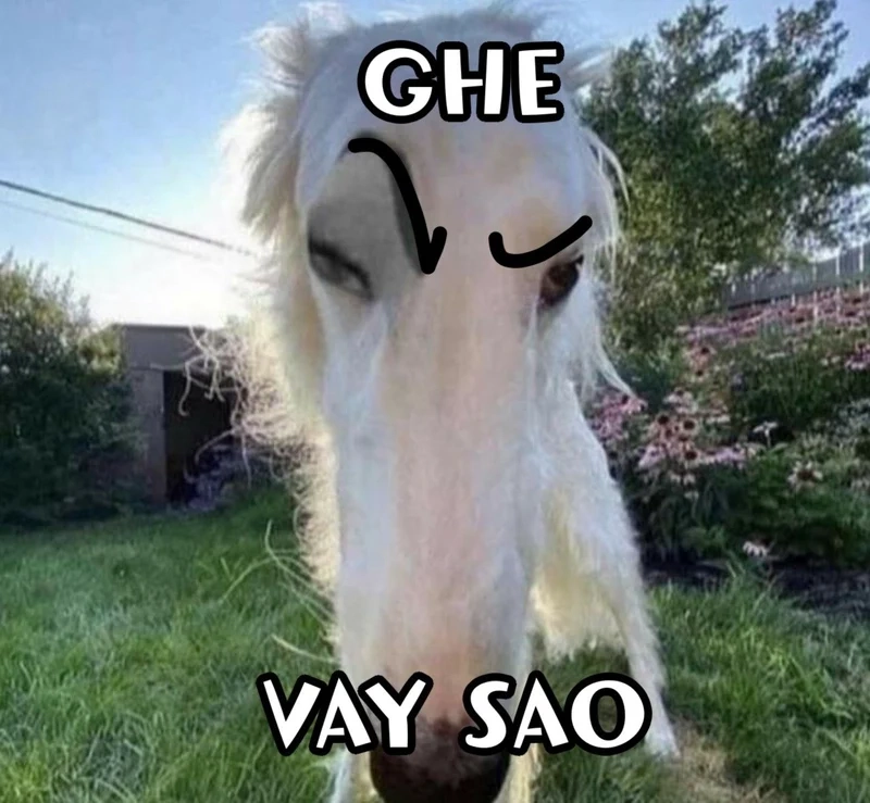 Cười ảnh chế meme mèo bựa cực kỳ hài hước và ngộ nghĩnh!