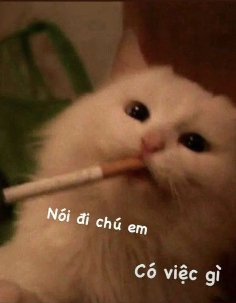 Meo bựa meme mèo khiến bạn không thể không cười.