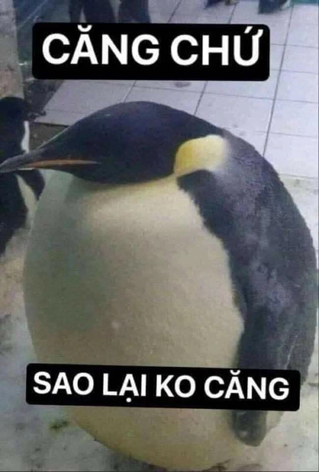 Mèo hài bựa ảnh meme này cực kỳ vui nhộn và độc đáo.