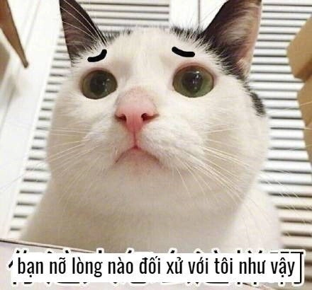 Cười meme mèo bựa làm bạn phải bật cười ngay lập tức.