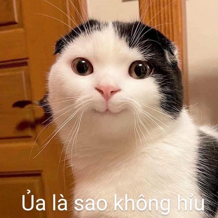 Avatar meme hài bựa này cực kỳ dễ thương và hài hước.