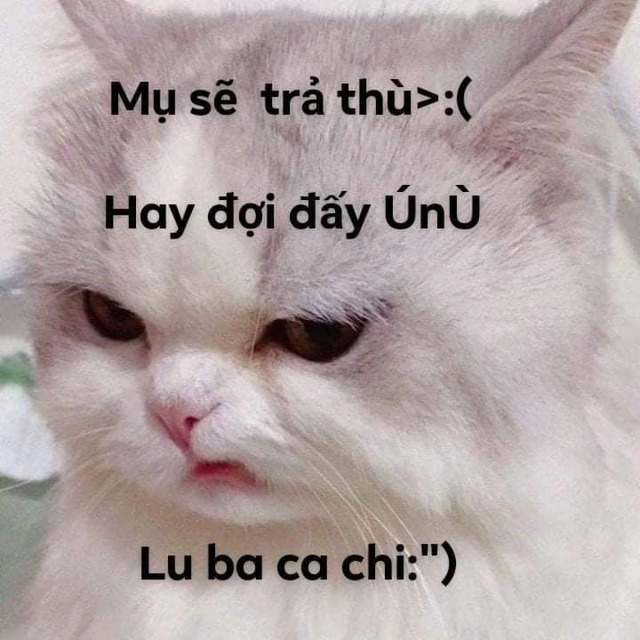 Meme hài hước bựa khiến bạn cười không ngừng.