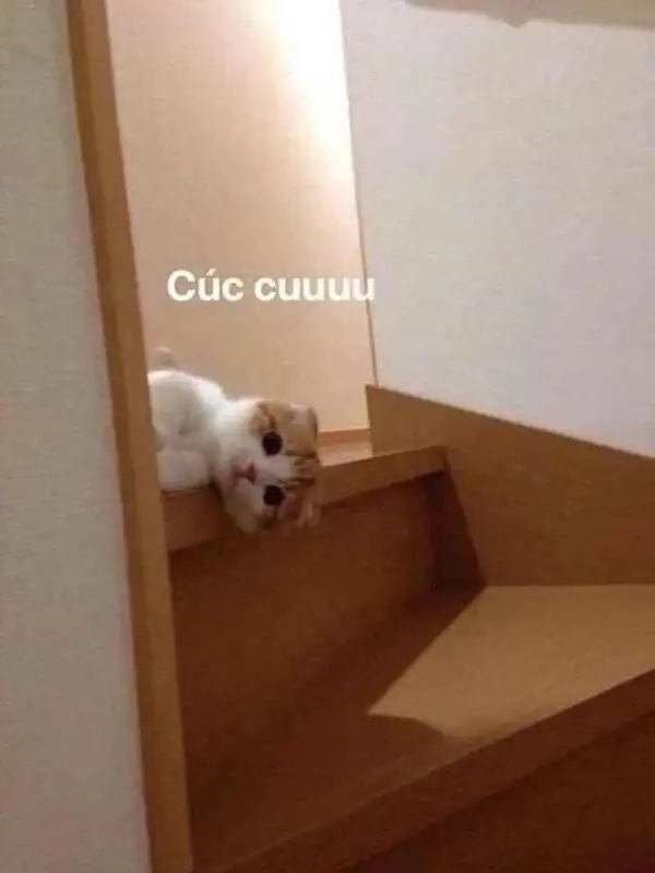 Meme xin chào cute mang lại nụ cười tươi sáng, chào ngày mới đầy năng lượng.