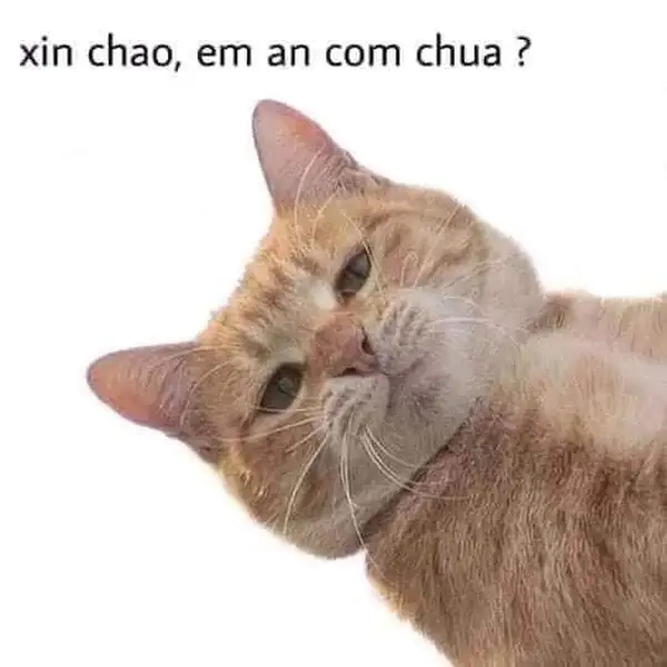 Meme xin chào dễ thương khiến bạn không thể cưỡng lại được sự đáng yêu này!