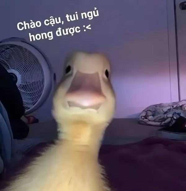 Mèo meme chào mang lại niềm vui và sự dễ thương ngay từ buổi sáng.