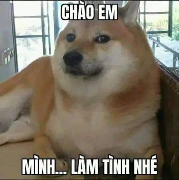 Bắt đầu ngày mới với ảnh xin chào meme, mang đến sự dễ thương và vui vẻ.