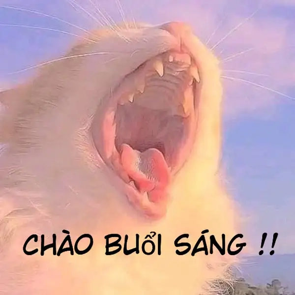 Meme gấu trúc xin chào tạo nên một khởi đầu ngày mới thật đáng yêu!