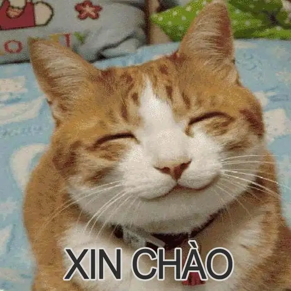 Meme xin chào hài hước khiến ngày mới của bạn trở nên vui nhộn hơn bao giờ hết!