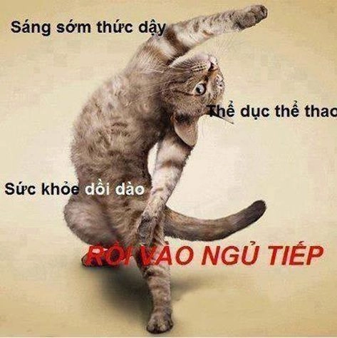 Khởi động ngày mới với em chào đại ca meme, dễ thương và hài hước.