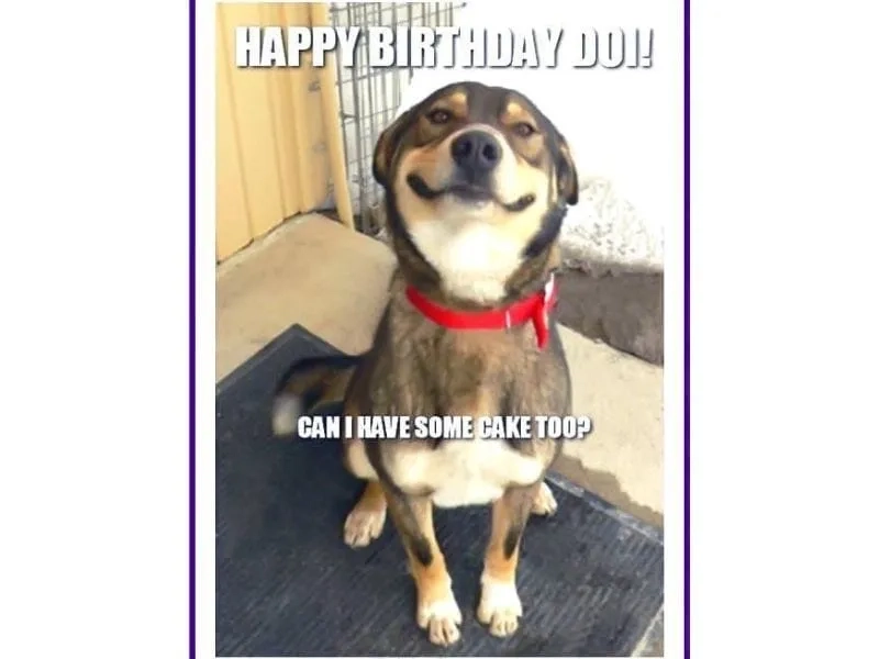 Thêm phần sinh động cho bữa tiệc với gif happy birthday meme vui nhộn!