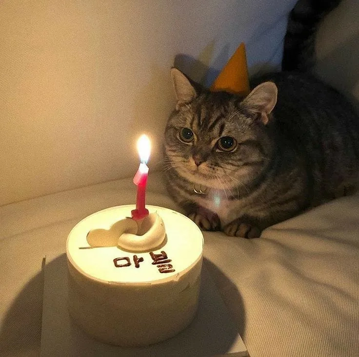 Tự chúc mừng mình bằng happy birthday to me meme cực kỳ thú vị!