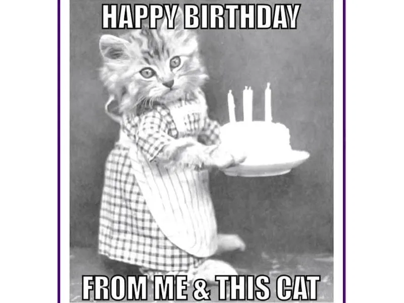 Tạo không khí vui vẻ với happy birthday cat meme hài hước.