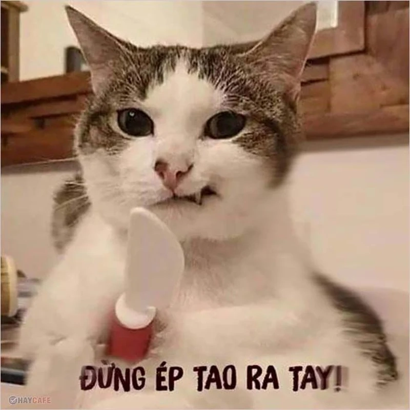 Meme đánh vào mông dễ thương, siêu hài hước với những pha cười ngất.