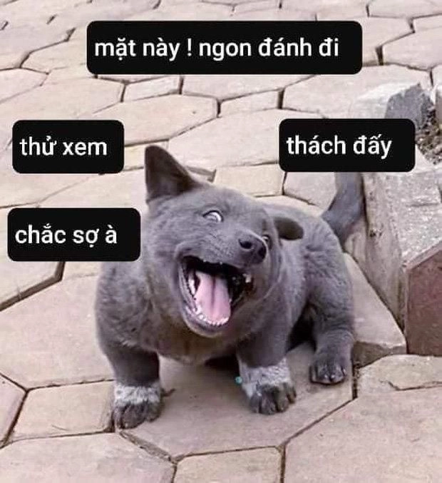 Meme đánh hội đồng gây cười vì tình huống ngộ nghĩnh và vui nhộn.