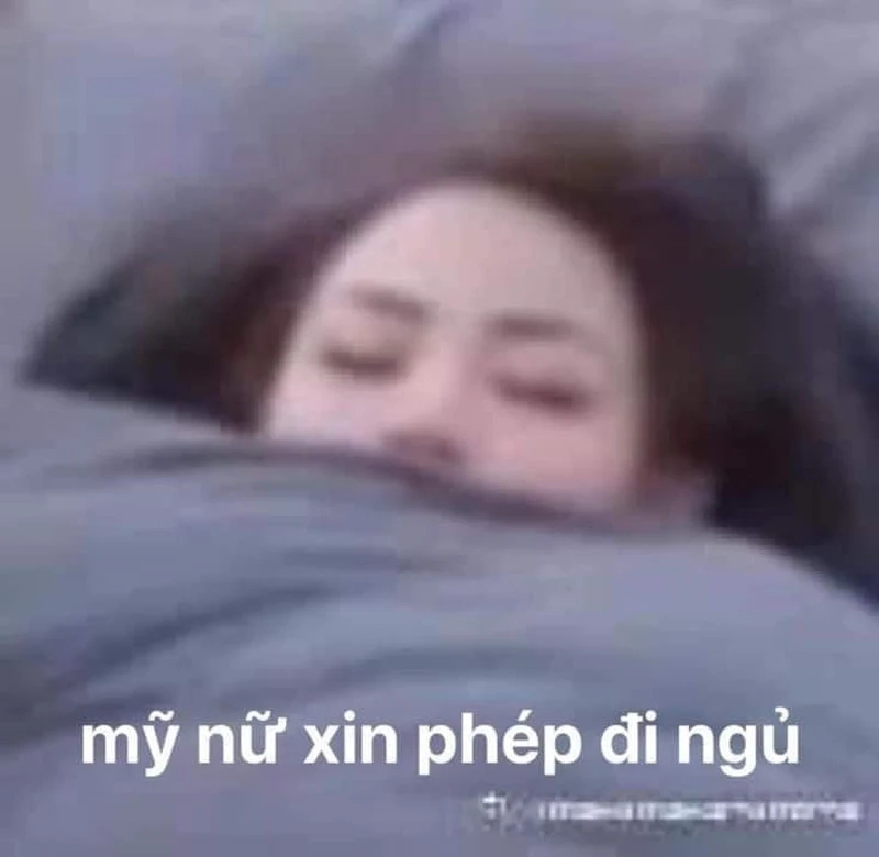 Meme mèo ngủ cực kỳ dễ thương, giúp bạn thư giãn trước khi ngủ.