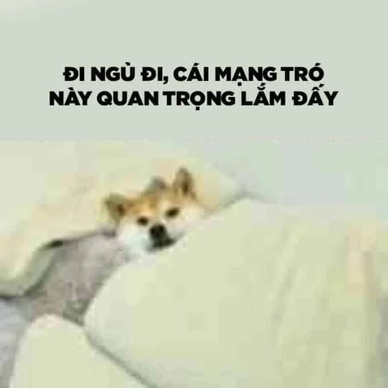 Meme mèo buồn ngủ dễ thương sẽ làm bạn muốn đi ngủ ngay lập tức.