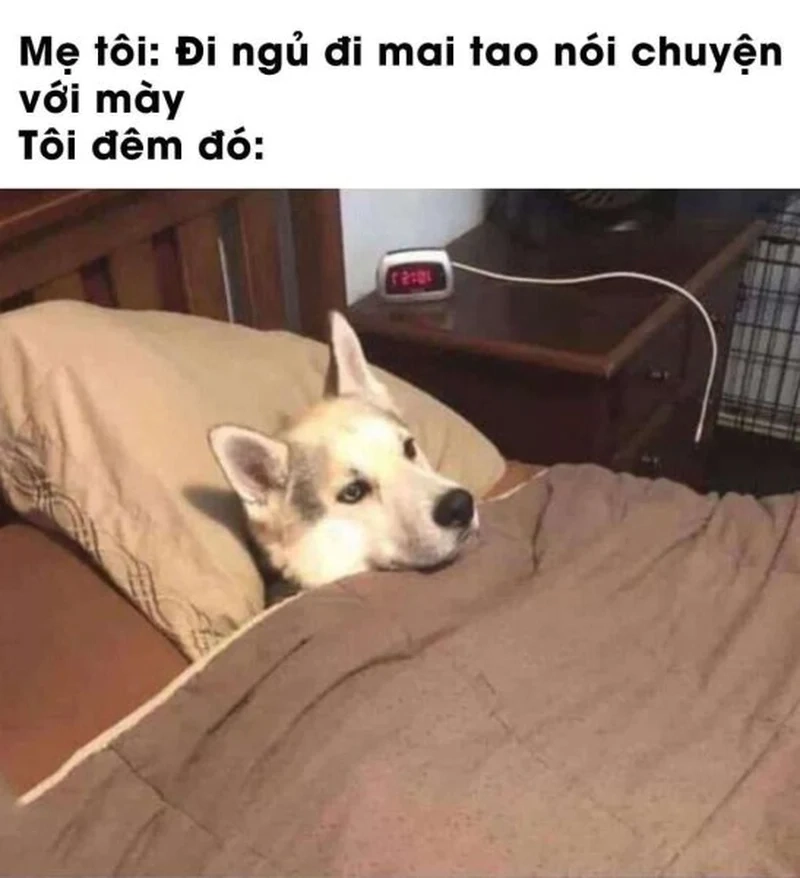 Ngủ đi meme giúp bạn thư giãn và dễ dàng đi vào giấc ngủ.