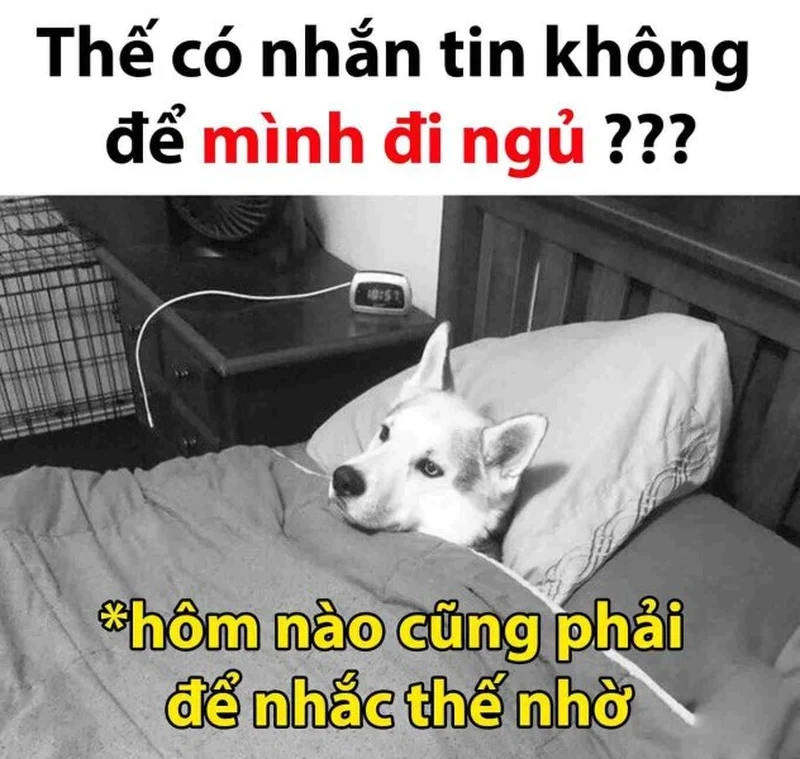 Meme mới ngủ dậy là khoảnh khắc buồn cười khi tỉnh dậy từ giấc ngủ.